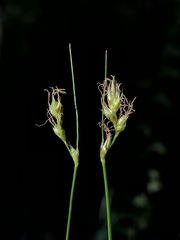 Carex tumulicola
