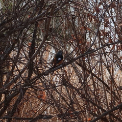 Phoenicurus auroreus