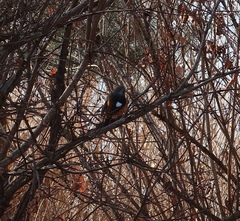 Phoenicurus auroreus