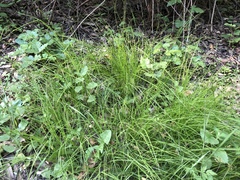 Carex tumulicola