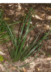 Libertia mooreae