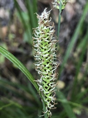 Carex barbarae