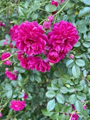 Rosa gallica