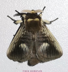 Podalia intermaculata