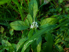 Spermacoce dasycephala