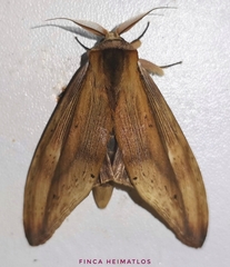 Truncaptera elongata