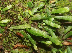 Notogrammitis ciliata