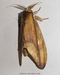 Truncaptera elongata