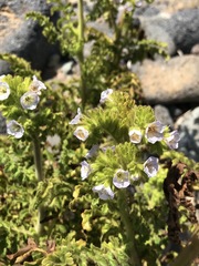 Phacelia ixodes