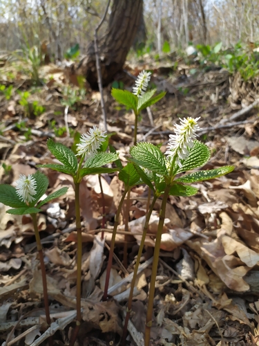 Chloranthus quadrifolius (Chloranthus quadrifolius)