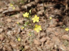 Hesperolinon breweri