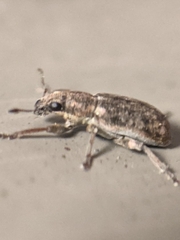 Sitona cylindricollis