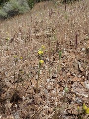 Hesperolinon breweri