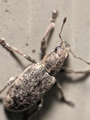 Sitona cylindricollis