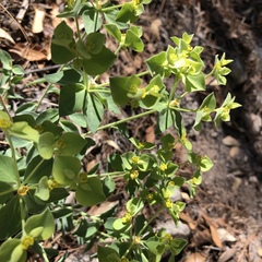Euphorbia schizoloba