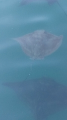 Myliobatis tenuicaudatus