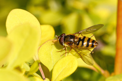 Epistrophe nitidicollis