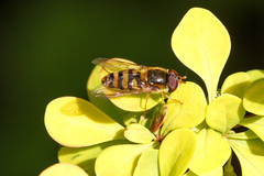 Epistrophe nitidicollis