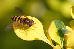 Epistrophe nitidicollis