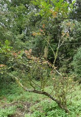 Tetradium ruticarpum