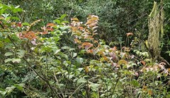 Tetradium ruticarpum