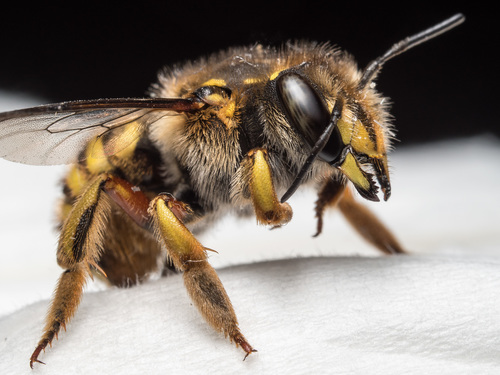 European Woolcarder Bee, photo 3 of 10