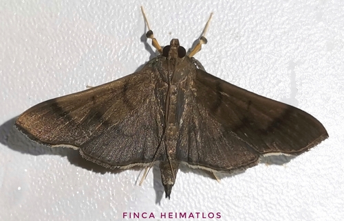 Omiodes insolutalis