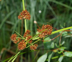 Cyperus lucidus