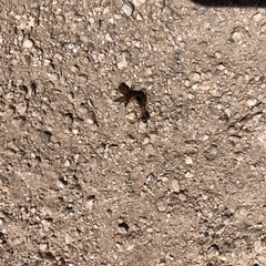 Myrmecocystus melliger