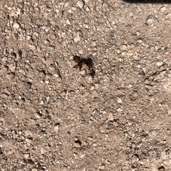 Myrmecocystus melliger