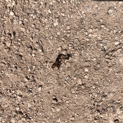 Myrmecocystus melliger