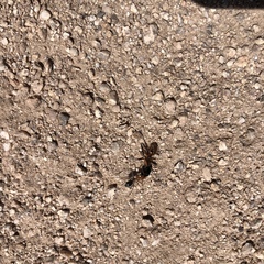 Myrmecocystus melliger