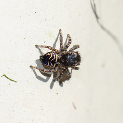 Maratus spicatus
