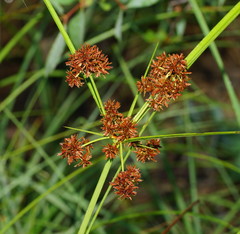 Cyperus lucidus
