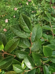 Loropetalum