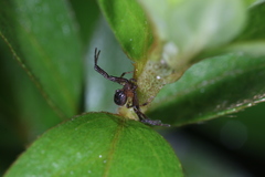 Massuria