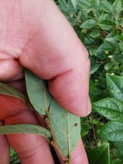 Loropetalum