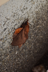 Gastropacha orientalis