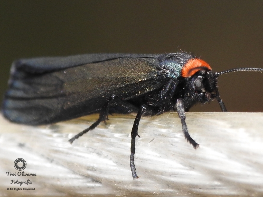 Inopsis funerea