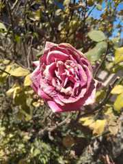 Magnoliopsida