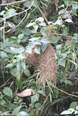Ploceus sakalava