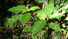 Solanum inaequilaterum