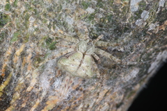 Hersilia albomaculata