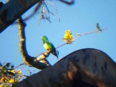 Chrysococcyx cupreus