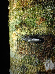 Nadezhdiella cantori