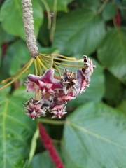 Hoya