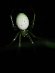 Aoaraneus pentagrammicus