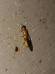 Sargus elegans