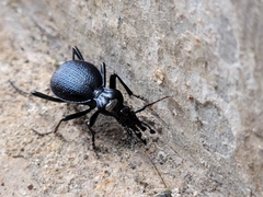 Scaphinotus interruptus