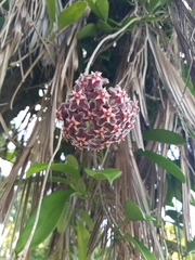 Hoya